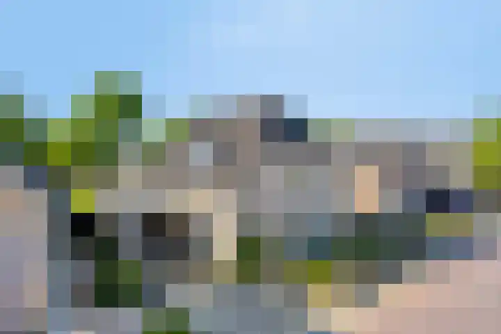 Zaaiviool 10 Berghem thumbnail 44