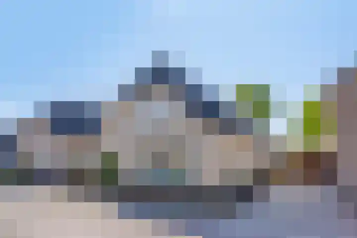 Zaaiviool 10 Berghem thumbnail 45