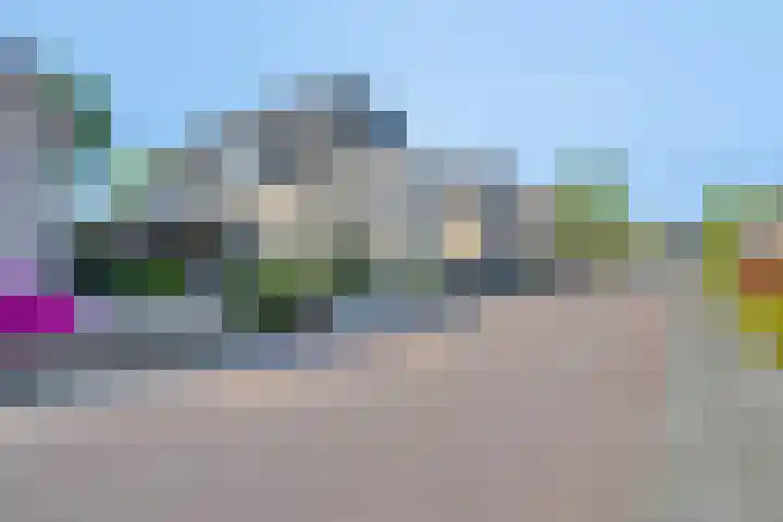 Zaaiviool 10 Berghem thumbnail 46