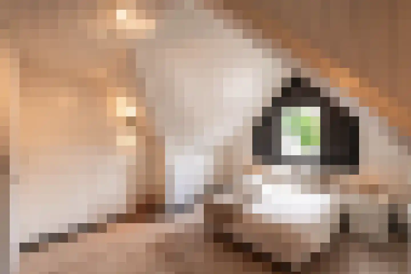 Zaaiviool 11 Berghem thumbnail 22