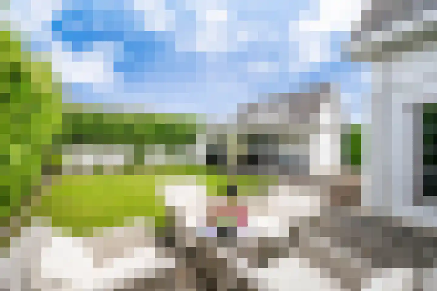 Zaaiviool 11 Berghem thumbnail 4