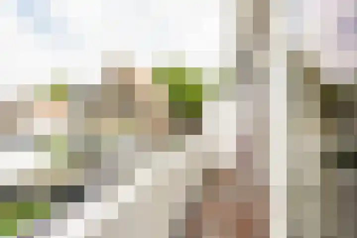 Zaanenstraat 37 Haarlem thumbnail 20