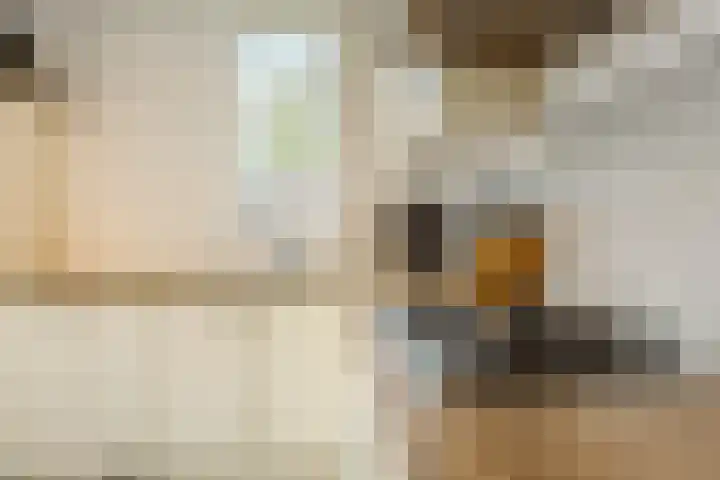 Zaaren 156 Rijen thumbnail 11