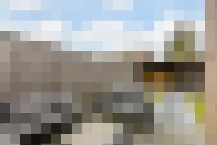 Zaaren 156 Rijen thumbnail 14
