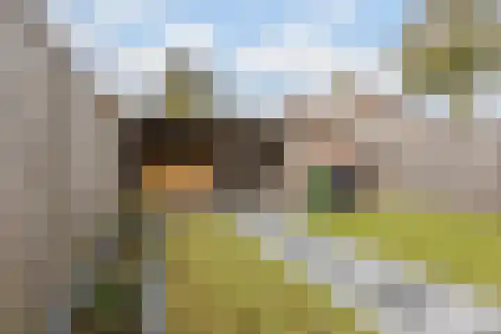 Zaaren 156 Rijen thumbnail 15