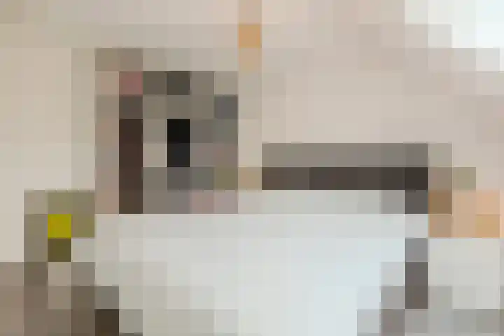 Zaaren 156 Rijen thumbnail 23