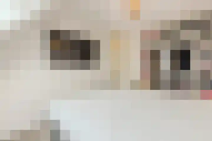 Zaaren 156 Rijen thumbnail 24