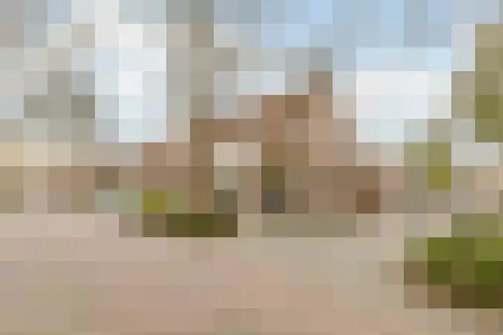 Zaaren 156 Rijen thumbnail 34