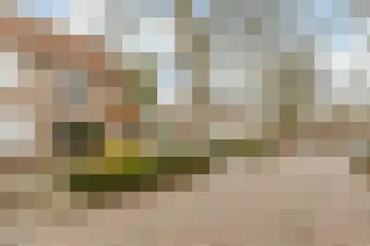 Zaaren 156 Rijen thumbnail 37