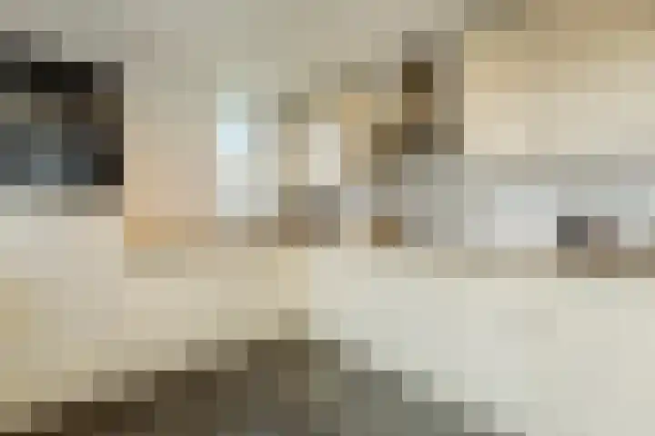 Zaaren 156 Rijen thumbnail 4