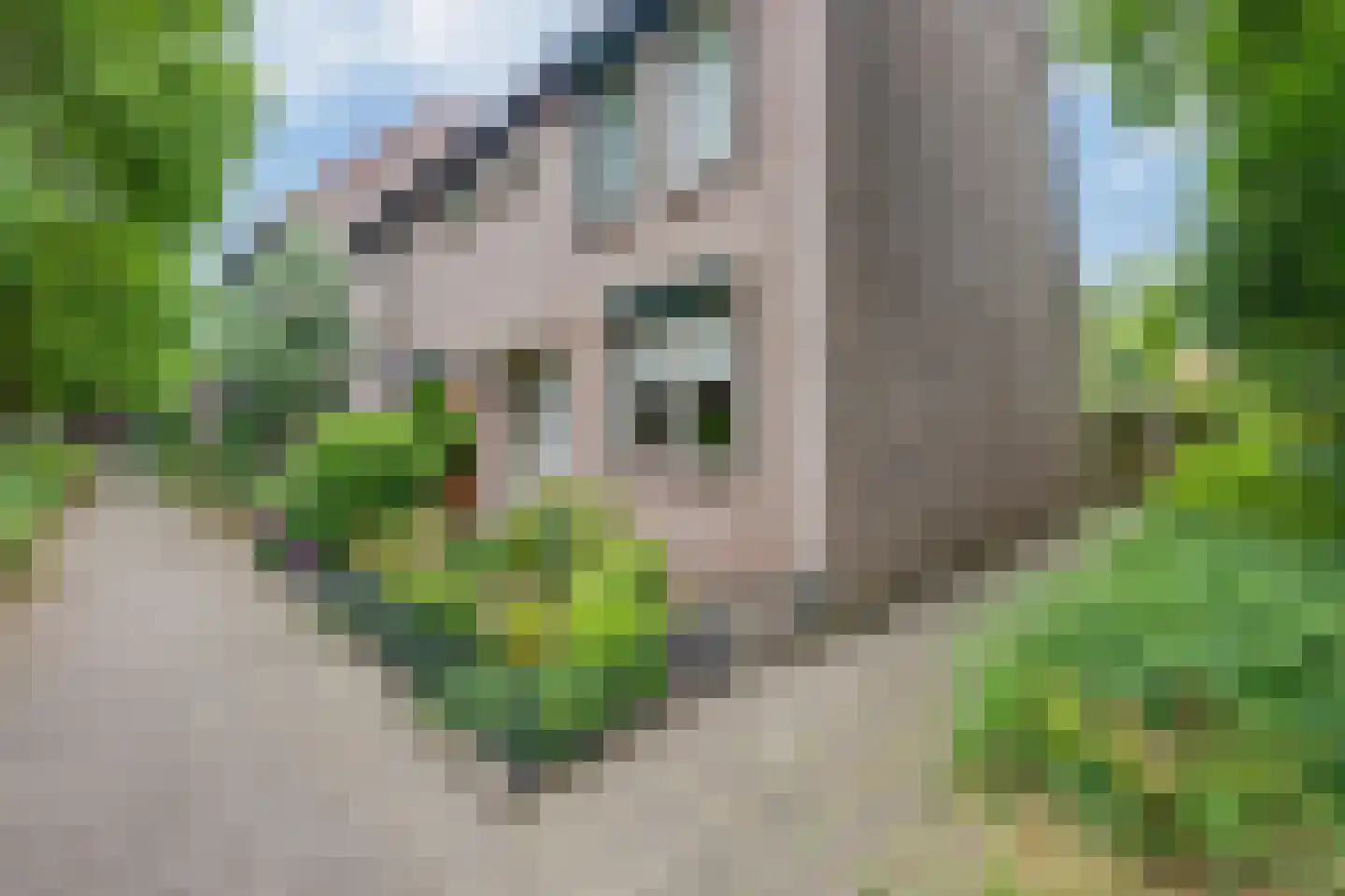 Zaaren 167 Rijen thumbnail 4