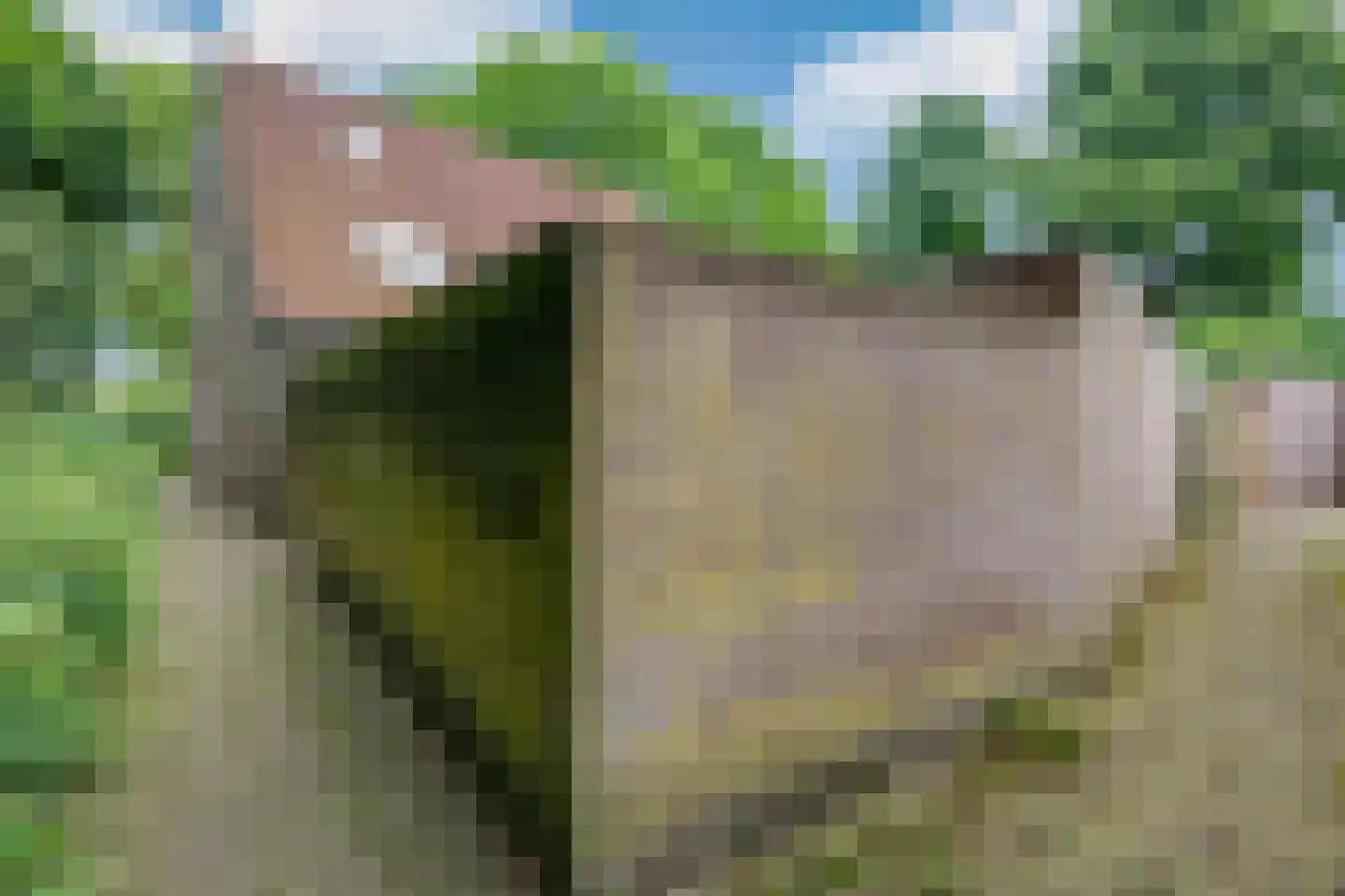Zaaren 167 Rijen thumbnail 6