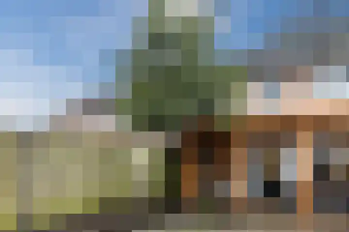 Zaaren 191 Rijen thumbnail 15
