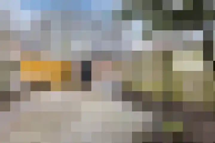 Zaaren 191 Rijen thumbnail 18
