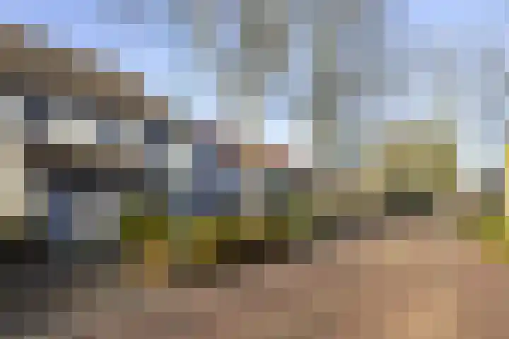 Zaaren 218 Rijen thumbnail 4