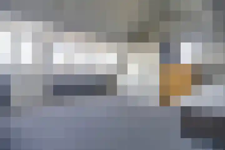 Zaaren 218 Rijen thumbnail 47