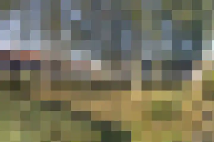 Zaaren 218 Rijen thumbnail 5