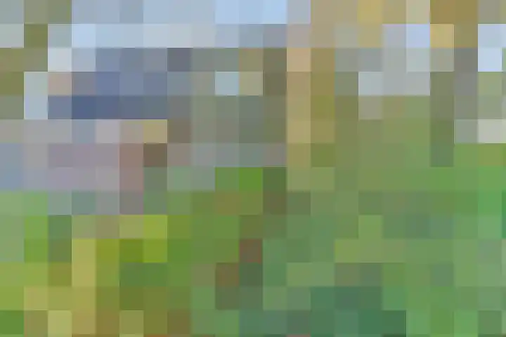 Zadel 11 Leusden thumbnail 7