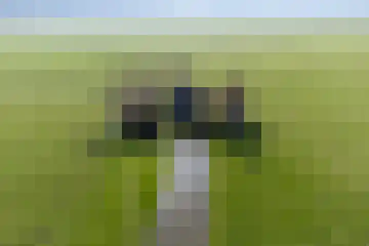 Zadelmaker 11 IJsselstein thumbnail 13