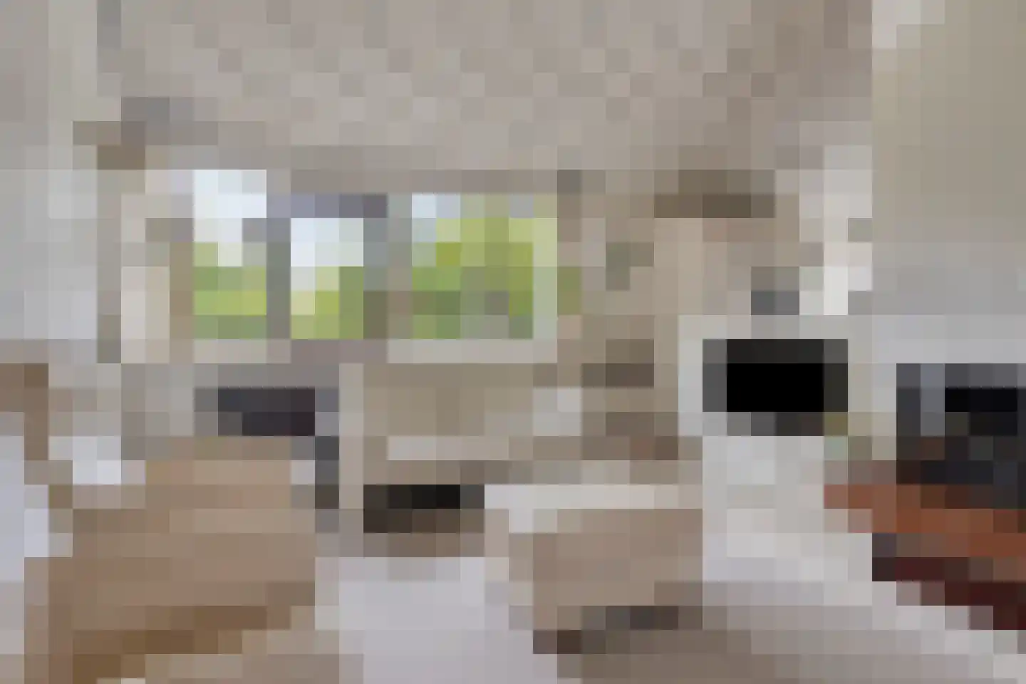 Zadelmakerstraat 27 Duiven thumbnail 10