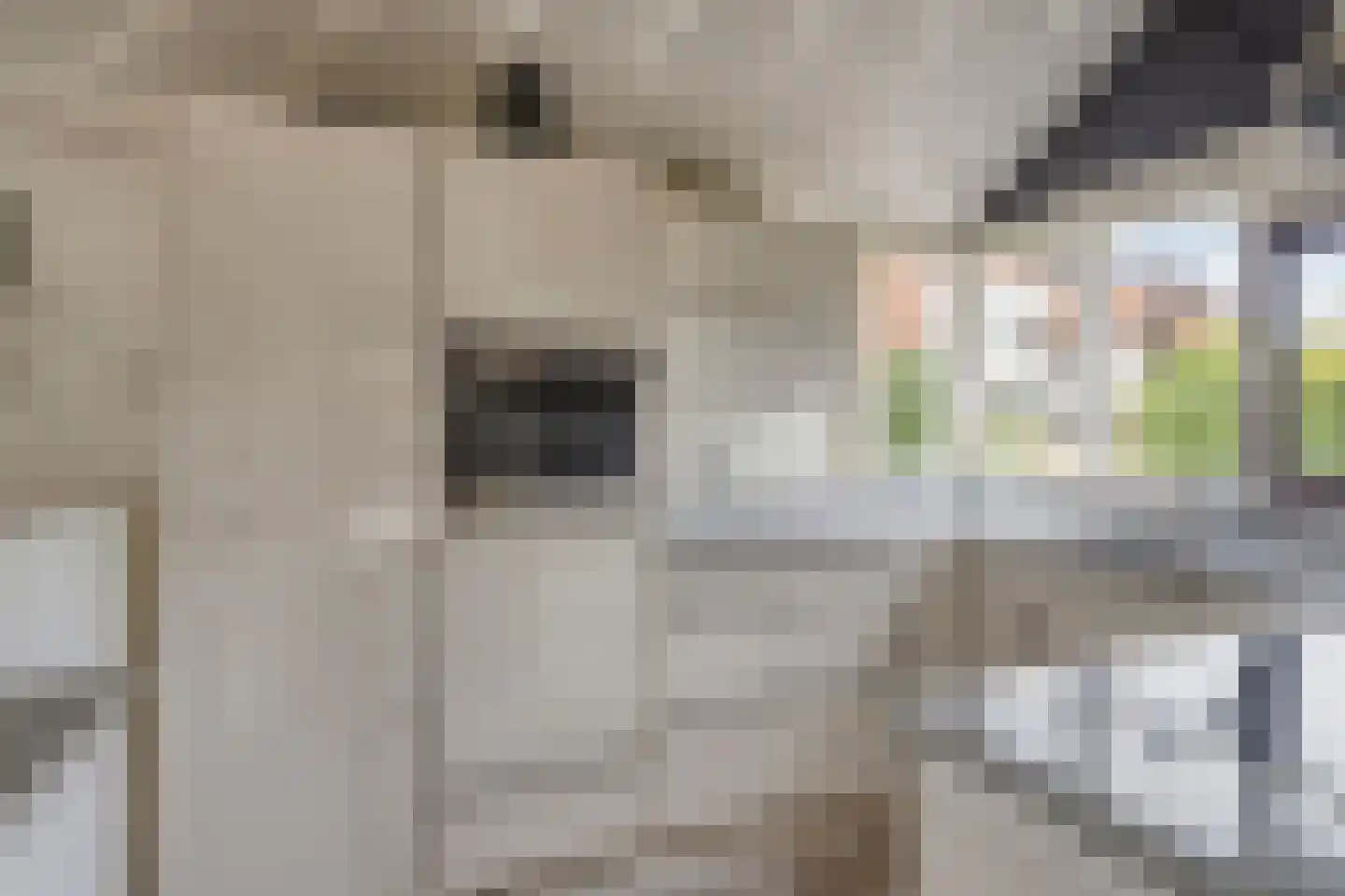 Zadelmakerstraat 27 Duiven thumbnail 13