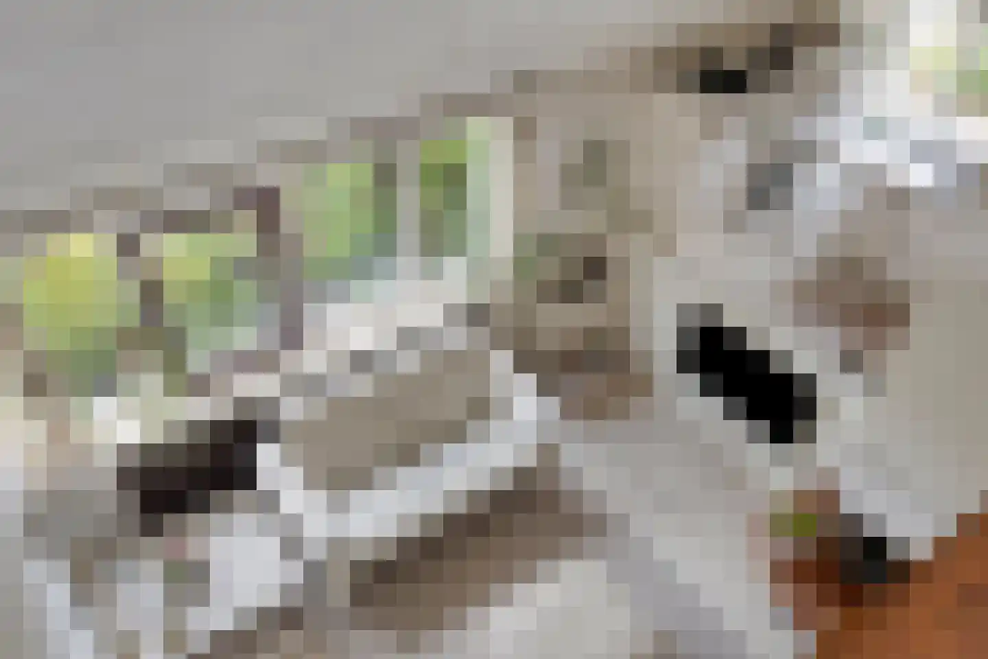 Zadelmakerstraat 27 Duiven thumbnail 24