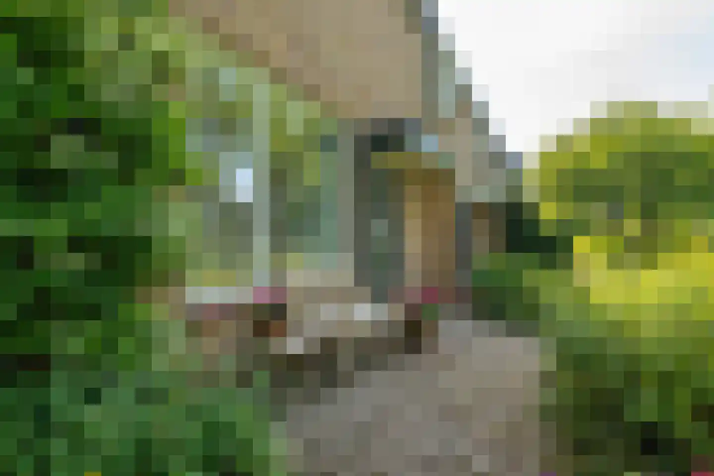 Zakedijkje 64 Bergen (NH) thumbnail 72