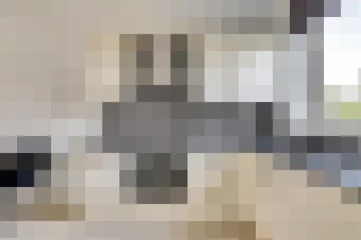 Zalm 144 Hendrik-Ido-Ambacht thumbnail 17