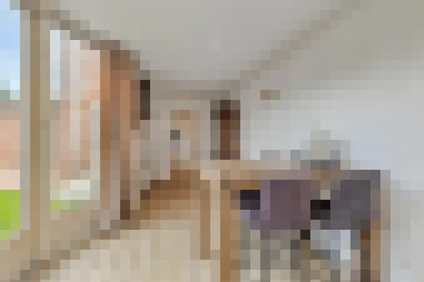 Zalm 32 Oss thumbnail 12