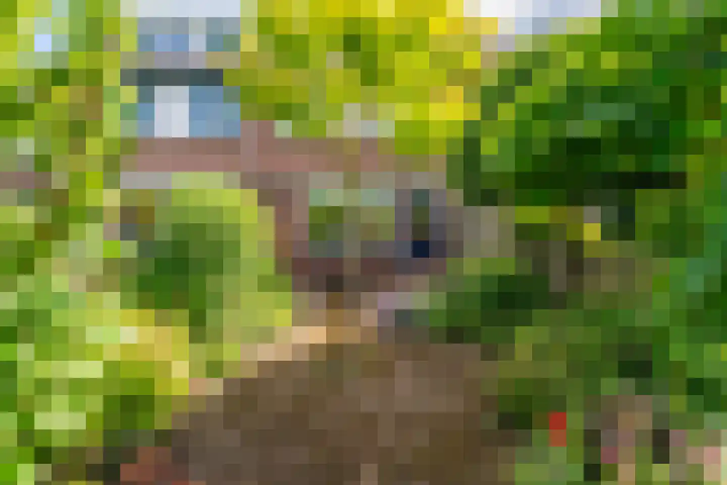 Zalmforel 17 Leiden thumbnail 16