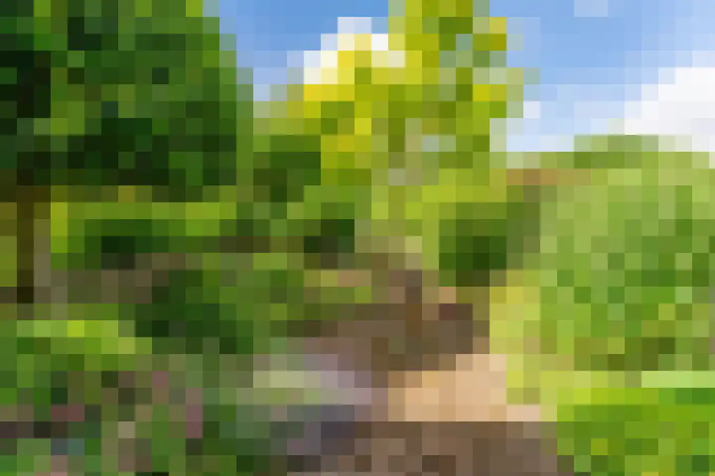 Zalmforel 17 Leiden thumbnail 30