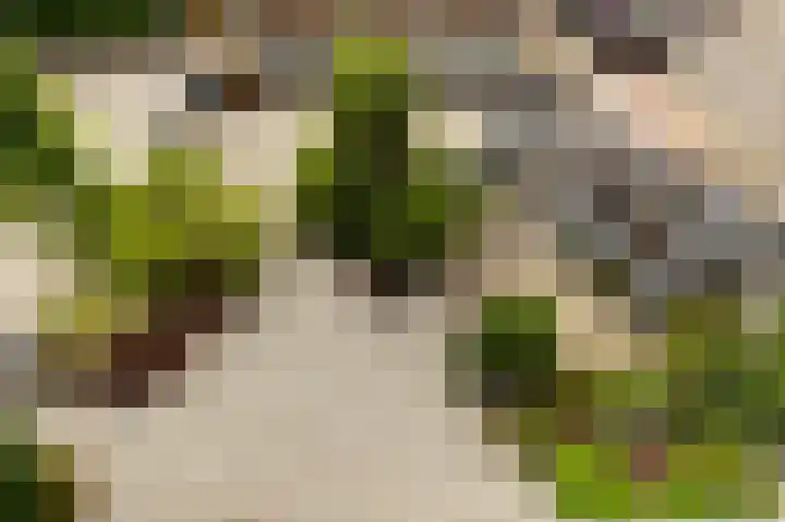 Zalmstraat 8 Krimpen aan de Lek thumbnail 42