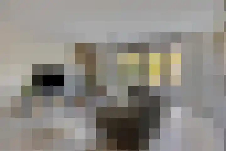 Zaltbommelstraat 19 Tilburg thumbnail 4