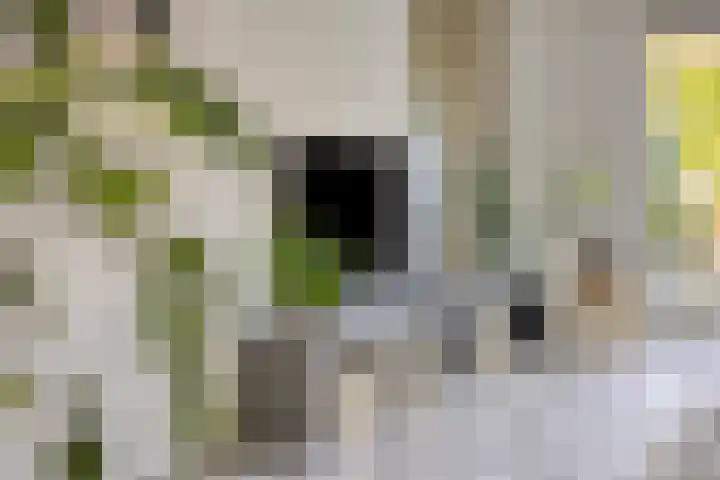 Zaltbommelstraat 19 Tilburg thumbnail 5