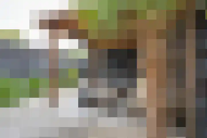 Zambezilaan 220 Purmerend thumbnail 33