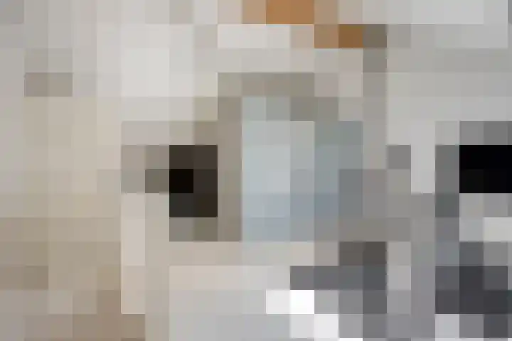 Zambezilaan 227 Purmerend thumbnail 29