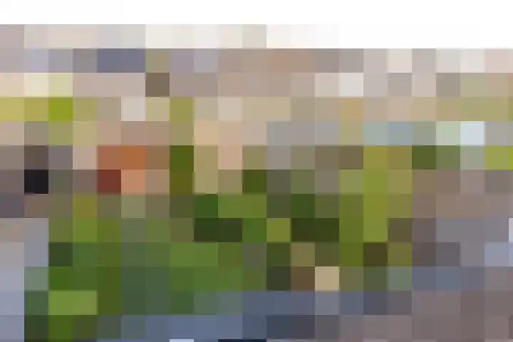 Zandaak 70 Velserbroek thumbnail 21