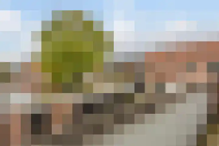 Zandakker 12 Heerde thumbnail 33