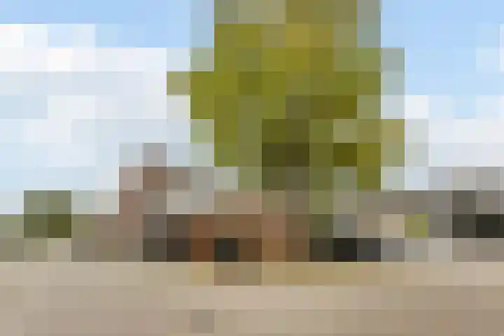 Zandakker 12 Heerde thumbnail 5