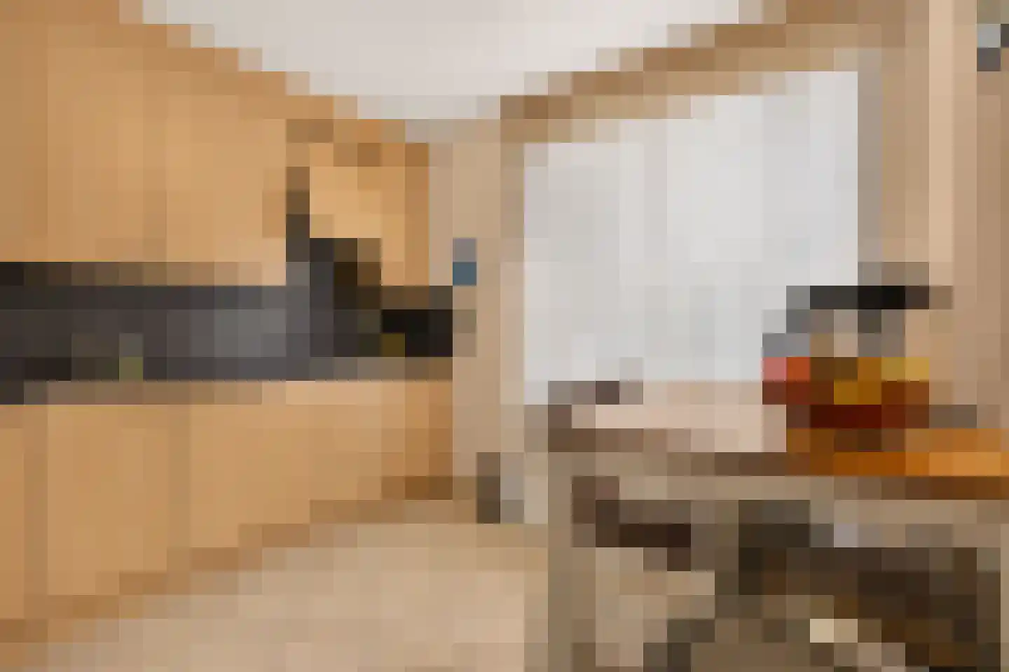 Zandbaars 34 Eindhoven thumbnail 19