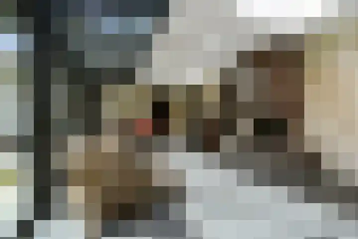 Zandberg 11 Maasbree thumbnail 18