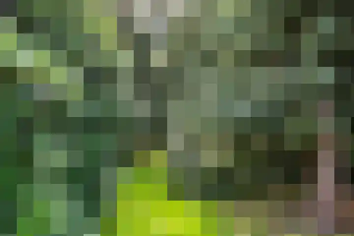 Zandberg 11 Maasbree thumbnail 43