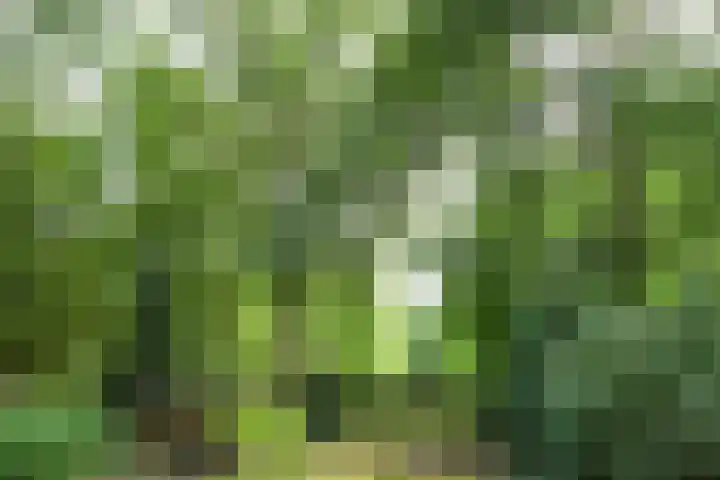 Zandberg 11 Maasbree thumbnail 47