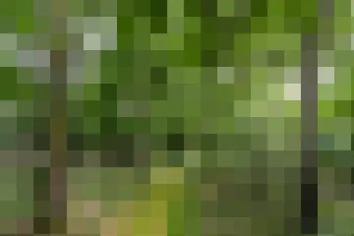 Zandberg 11 Maasbree thumbnail 50