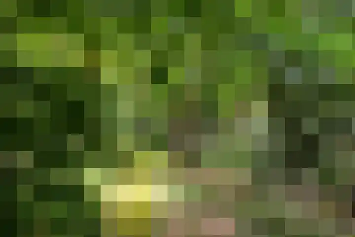 Zandberg 11 Maasbree thumbnail 51