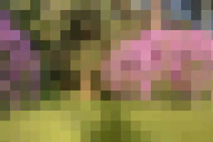Zandberg 11 Maasbree thumbnail 56