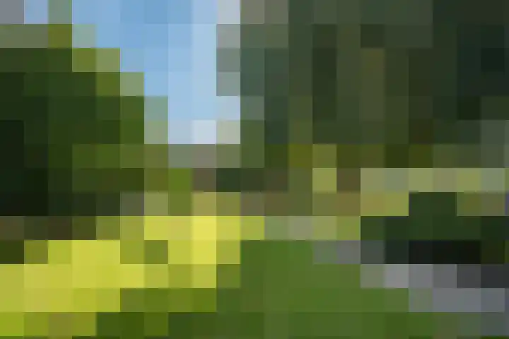 Zandberg 17 Ter Apelkanaal thumbnail 34