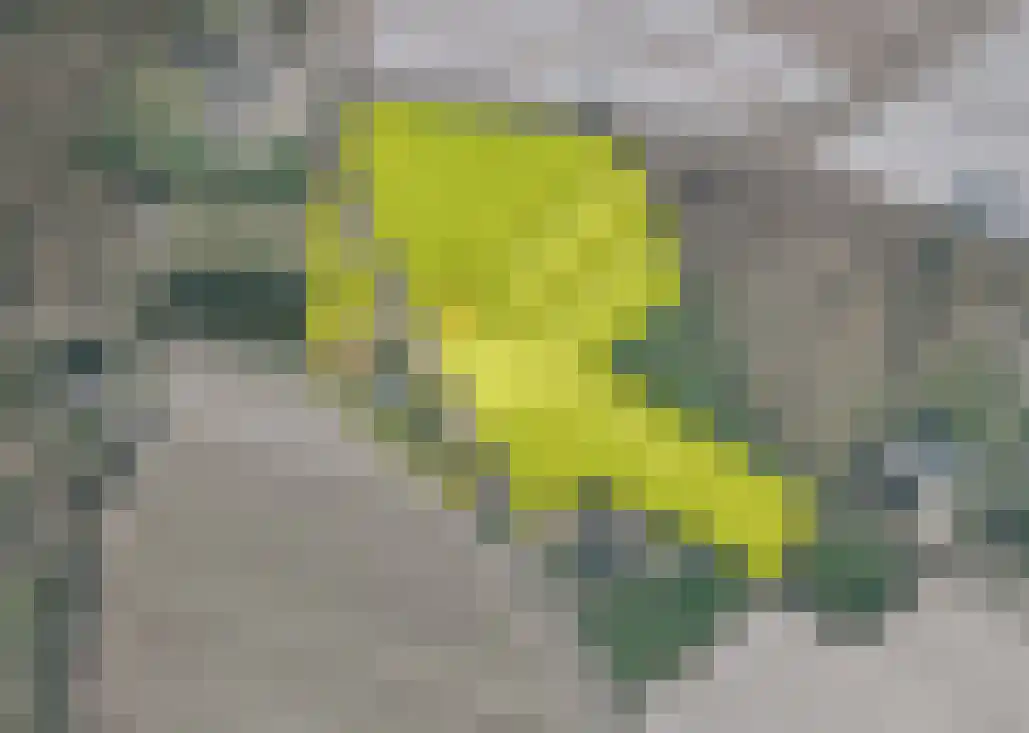 Zandberg 19 Maasbree thumbnail 55