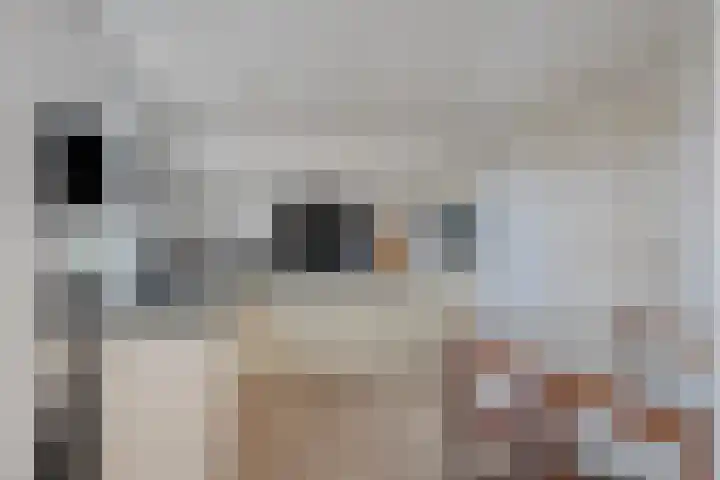 Zandberg 9 Maasbree thumbnail 17