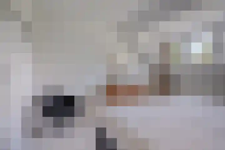 Zandberg 9 Maasbree thumbnail 29